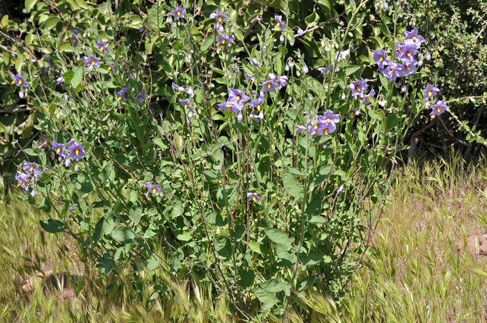 Purple Nightshade is a native plant relatively rare in the United States. It grows to about 3 feet tall and grows in elevations from 3,500 to 5,500 feet. Solanum xanti 
